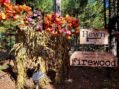 Farm Fresh Pumpkins and More at Hewn Woodshed