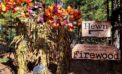 Farm Fresh Pumpkins and More at Hewn Woodshed