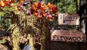 Farm Fresh Pumpkins and More at Hewn Woodshed