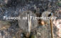 What is Fatwood & Using it a Firestarter
