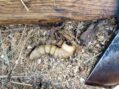 A Wood Grub’s Dining Experience Interrupted