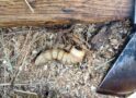 A Wood Grub’s Dining Experience Interrupted