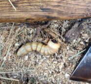 A Wood Grub’s Dining Experience Interrupted