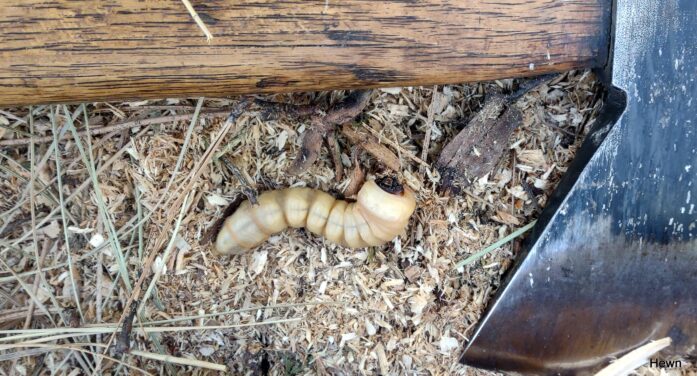A Wood Grub’s Dining Experience Interrupted