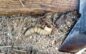 A Wood Grub’s Dining Experience Interrupted