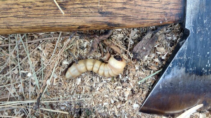 A Wood Grub’s Dining Experience Interrupted